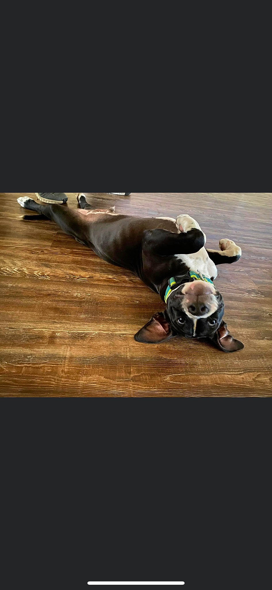 Ares is registered to the contest to win money with this photo: canidae, dog_breed, fashion_accessory, fawn, flash_photography, floor, flooring, grass, hardwood, laminate_flooring, landscape, performing_arts, personal_protective_equipment, soil, sporting_group, still_life_photography, vertebrate, wood, wood_flooring, working_animal