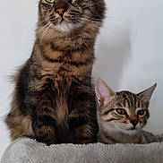 Tsuki a rejoint le concours — aidez-le/la à gagner de superbes lots ! cat, kitten, tabby_cat, pet, feline, whiskers, green_eyes, fur, ears, indoor, close_up, portrait, cat_tree, plush_bed, sitting, pair, looking_away, domestic_animal, mammal, cute