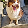 Nana a rejoint le concours — aidez-le/la à gagner de superbes lots ! dog, pet, outdoor, stairs, concrete, fluffy_fur, brown_and_white, tongue_out, sitting, happy, portrait, closeup, sunlight, shadow, pavement, step, muzzle, ear, paw, garden