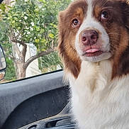 Nana participe au concours pour gagner de l'argent avec cette photo : dog, pet, tongue_out, car_interior, window, tree, green_leaves, fur, brown_and_white, nose, eyes, portrait, close_up, passenger_seat, dashboard, seat, looking_up, muzzle, whiskers, canine