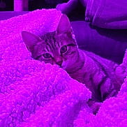 Antoine a rejoint le concours — aidez-le/la à gagner de superbes lots ! cat, tabby_cat, blanket, sherpa_blanket, purple_lighting, indoor, cozy, couch, feline, pet, close_up, eyes, ears, fur, relaxed, portrait, living_room, soft_texture, cat_tree, snuggled