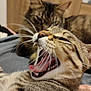 cat, two_cats, tabby, tabby_cat, yawning, mouth_open, tongue, whiskers, teeth, close_up, pet, indoor, bed, bedding, fur, feline, portrait, photobomb, cozy, wooden_background