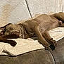 dog, sleeping, paw, blanket, couch, indoor, resting, brown, fur, cozy, relaxation, pet, animal, companion, friendship, napping, soft, comfort, home, canine