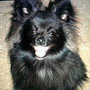 Sirius Black is registered to the contest to win money with this photo: dog, black_dog, fluffy, pet, animal, happy, tongue_out, fur, portrait, canine, cute, smiling, domestic_animal, face, ears, outdoor, looking_at_camera, friendly, close_up, furry