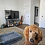 Ziggy is registered to the contest to win money with this photo: dog, poodle, living_room, dog_bed, toys, carpet, television, furniture, door, wood_floor, decor, sitting, curly_hair, pet, indoors, home, cozy, curious, brown_fur, relaxed