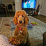 dog, poodle, paw, living_room, rug, television, furniture, toy, dog_bed, collar, floor, carpet, wall, door, plant, chair, table, person_leg, polka_dot, indoor