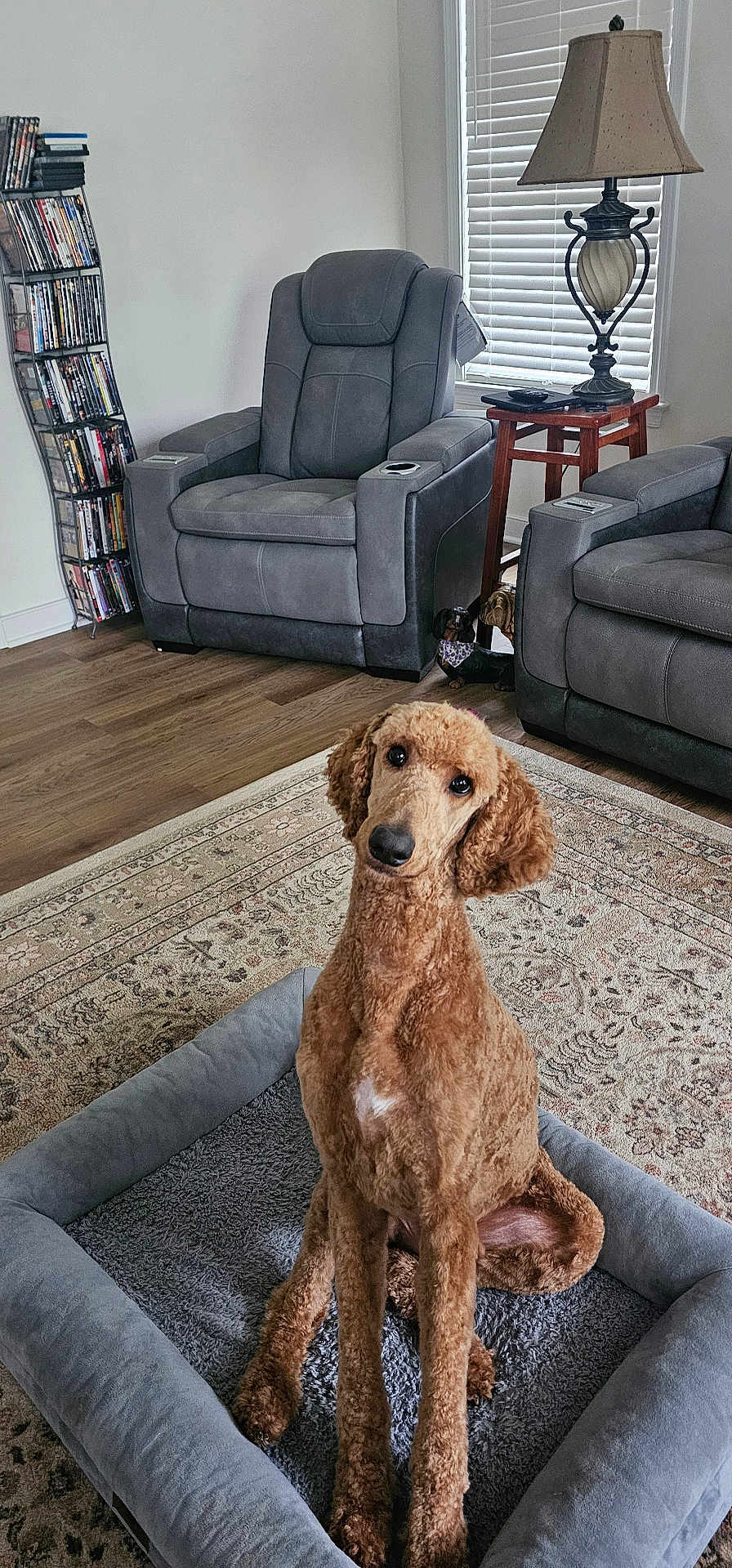 Ziggy