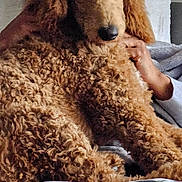Ziggy joined the competition — help win amazing prizes! dog, curly_fur, brown_dog, blanket, indoor, cozy, pet, animal, hand, resting, furry, comfort, couch, relaxation, closeup, domestic, companion, fur, snuggle, home