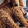 dog, curly_fur, brown_dog, blanket, indoor, cozy, pet, animal, hand, resting, furry, comfort, couch, relaxation, closeup, domestic, companion, fur, snuggle, home