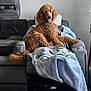 Ziggy is registered to the contest to win money with this photo: dog, curly_hair, recliner, blanket, living_room, rug, toy, dog_bed, couch, wall_clock, pillow, floor, carpet, furniture, indoor, pet, tongue_out, relaxing, cozy, home