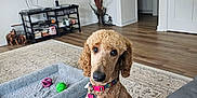 Ziggy is registered to the contest to win money with this photo: dog, living_room, rug, dog_bed, toy, television, shelf, books, wood_floor, vase, plant, door, couch, collar, pet, indoor, furniture, curly_hair, decor, floor