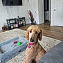 dog, living_room, rug, dog_bed, toy, television, shelf, books, wood_floor, vase, plant, door, couch, collar, pet, indoor, furniture, curly_hair, decor, floor