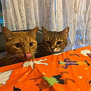 Sven And Auto is registered to the contest to win money with this photo: animal, brown, cat, cats, curious, curtains, cute, decorations, domestic_cat, ears, face, halloween, indoor, orange, orange_cat, pet, tabby_cat, table, tablecloth, whiskers