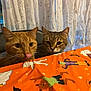animal, brown, cat, cats, curious, curtains, cute, decorations, domestic_cat, ears, face, halloween, indoor, orange, orange_cat, pet, tabby_cat, table, tablecloth, whiskers