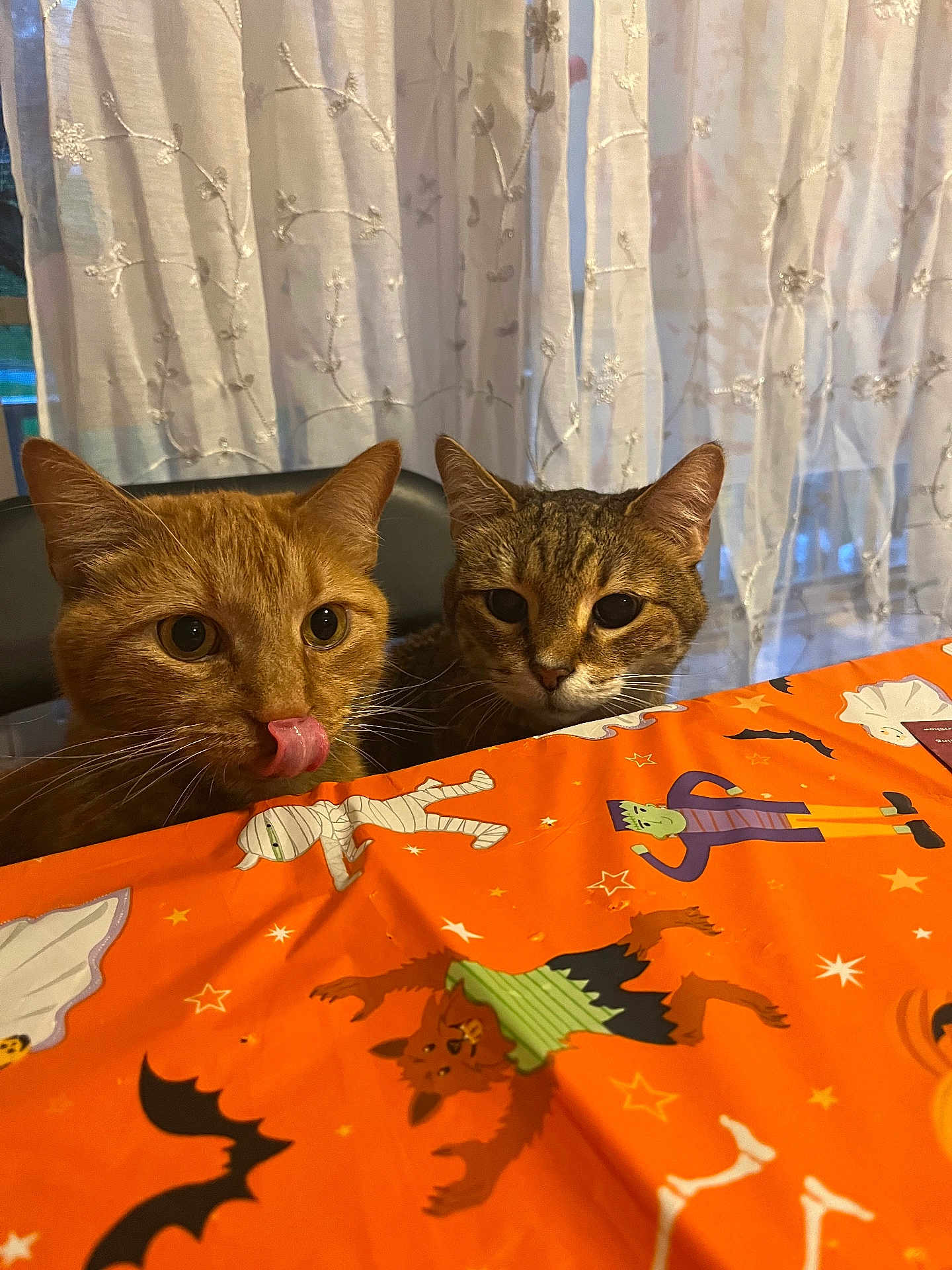 Sven And Auto is registered to the contest to win money with this photo: animal, brown, cat, cats, curious, curtains, cute, decorations, domestic_cat, ears, face, halloween, indoor, orange, orange_cat, pet, tabby_cat, table, tablecloth, whiskers