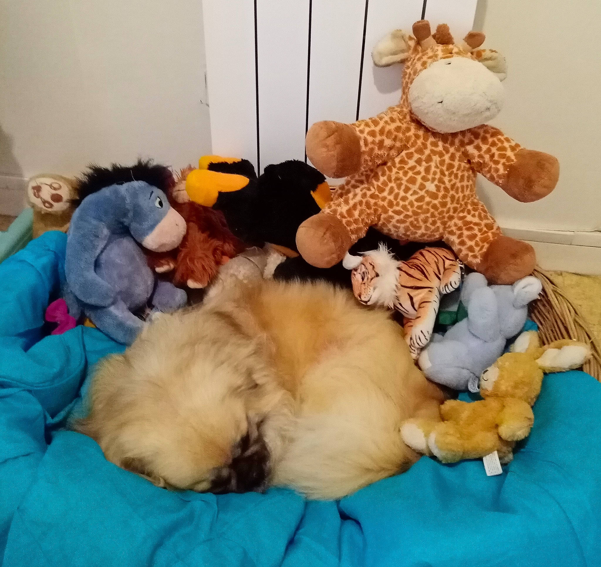 Nesquik a rejoint le concours — aidez-le/la à gagner de superbes lots ! baby_sleeping, bed, canidae, carnivore, child, comfort, companion_dog, dog_breed, fawn, felidae, fur, nap, plush, room, small_to_medium_sized_cats, sporting_group, stuffed_toy, tail, teddy_bear, toy