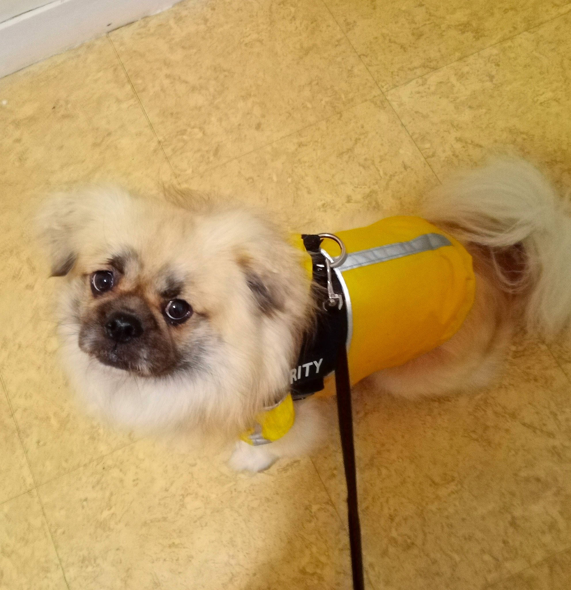 Nesquik a rejoint le concours — aidez-le/la à gagner de superbes lots ! ancient_dog_breeds, canidae, carnivore, companion_dog, dog, dog_breed, dog_supply, fawn, fur, liver, maltepoo, non_sporting_group, pet_supply, puppy, snout, sporting_group, toy_dog, whiskers, working_animal