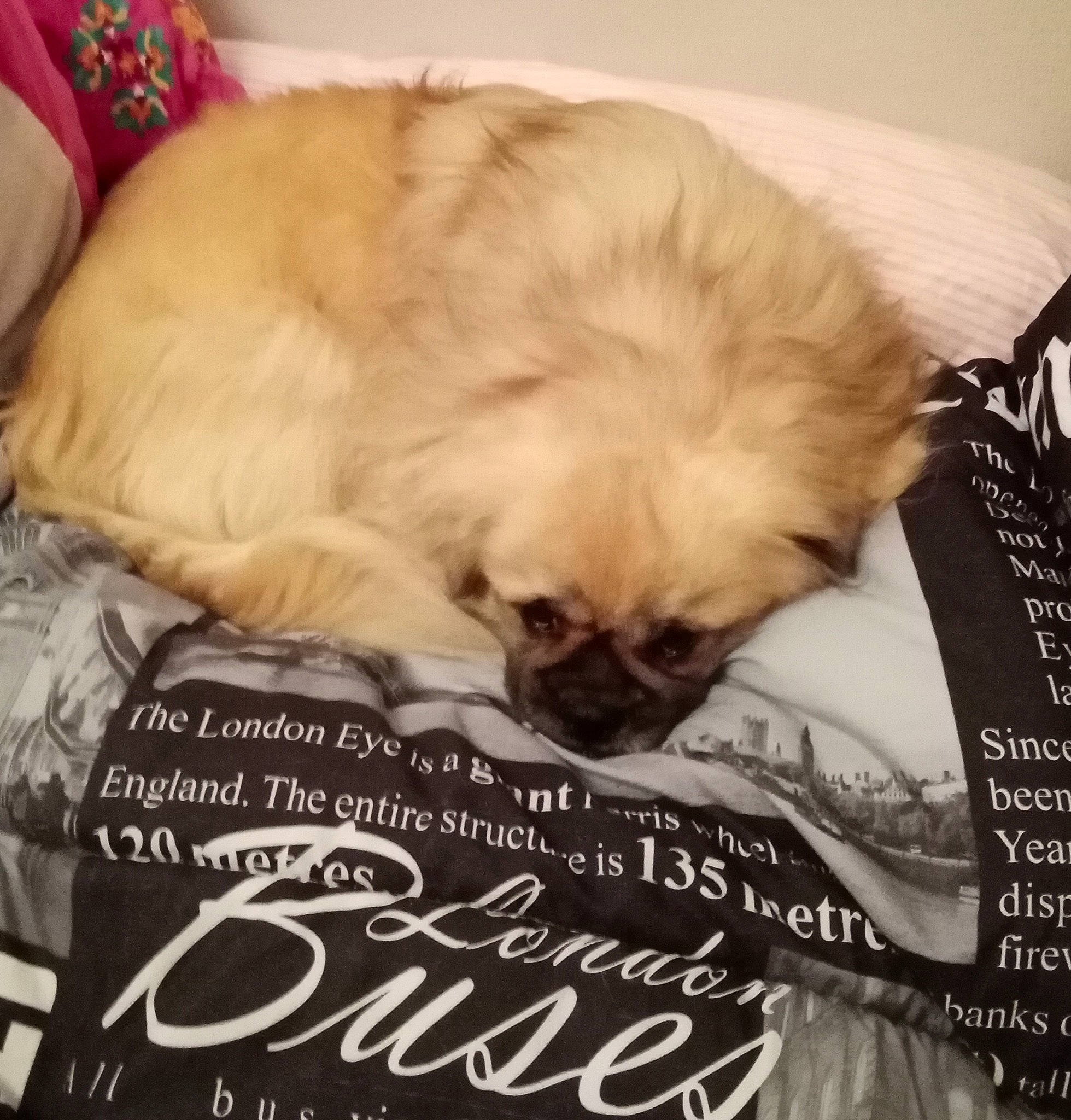 Nesquik participe au concours pour gagner de l'argent avec cette photo : bedding, carnivore, cat, cat_supply, comfort, companion_dog, dog_breed, duvet, fawn, felidae, font, fur, linens, liver, paw, photo_caption, recipe, small_to_medium_sized_cats, terrestrial_animal, whiskers