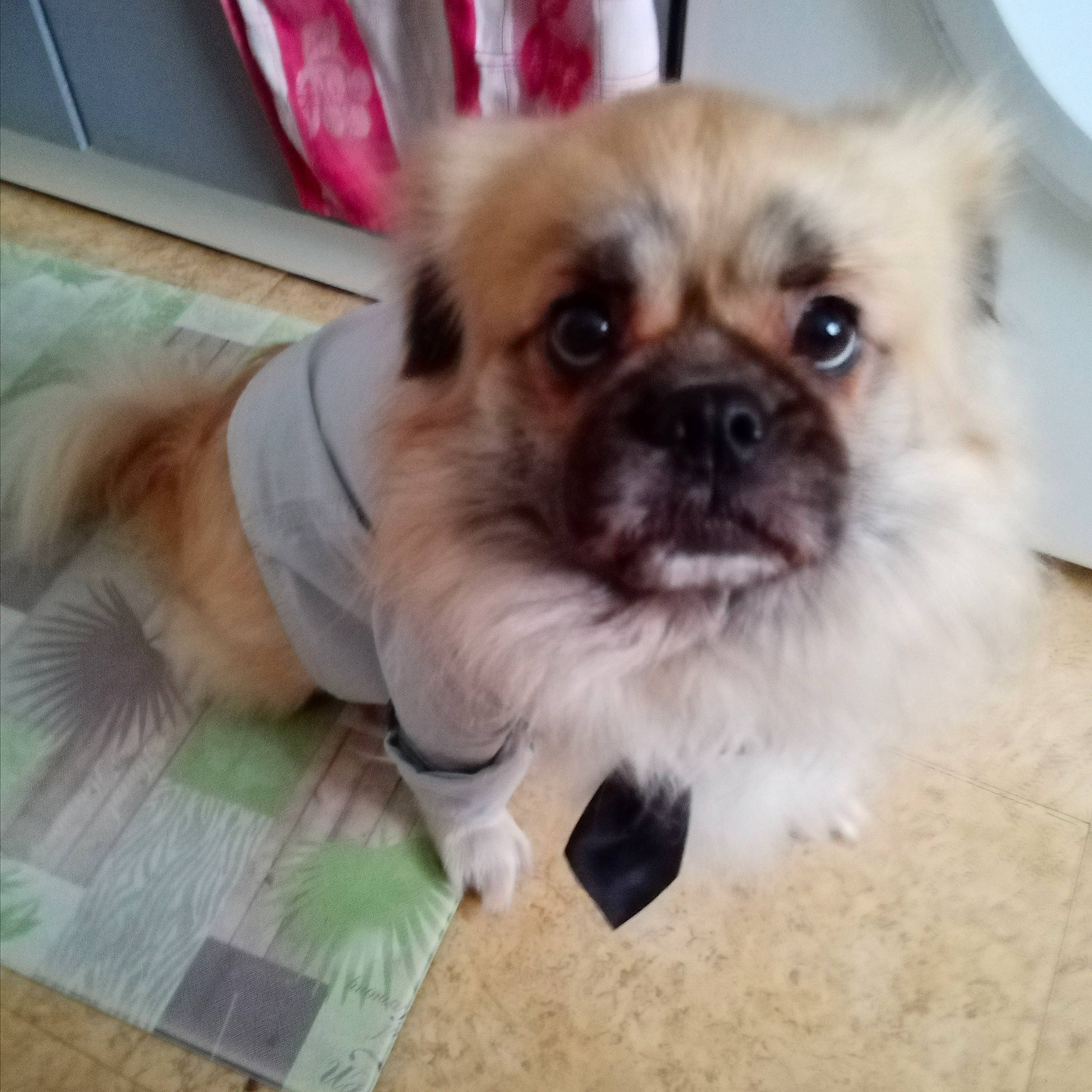 Nesquik participe au concours pour gagner de l'argent avec cette photo : canidae, carnivore, companion_dog, dog, dog_breed, dog_collar, dog_supply, ear, fawn, fur, liver, non_sporting_group, pet_supply, puppy, snout, sporting_group, terrestrial_animal, toy_dog, whiskers, working_animal