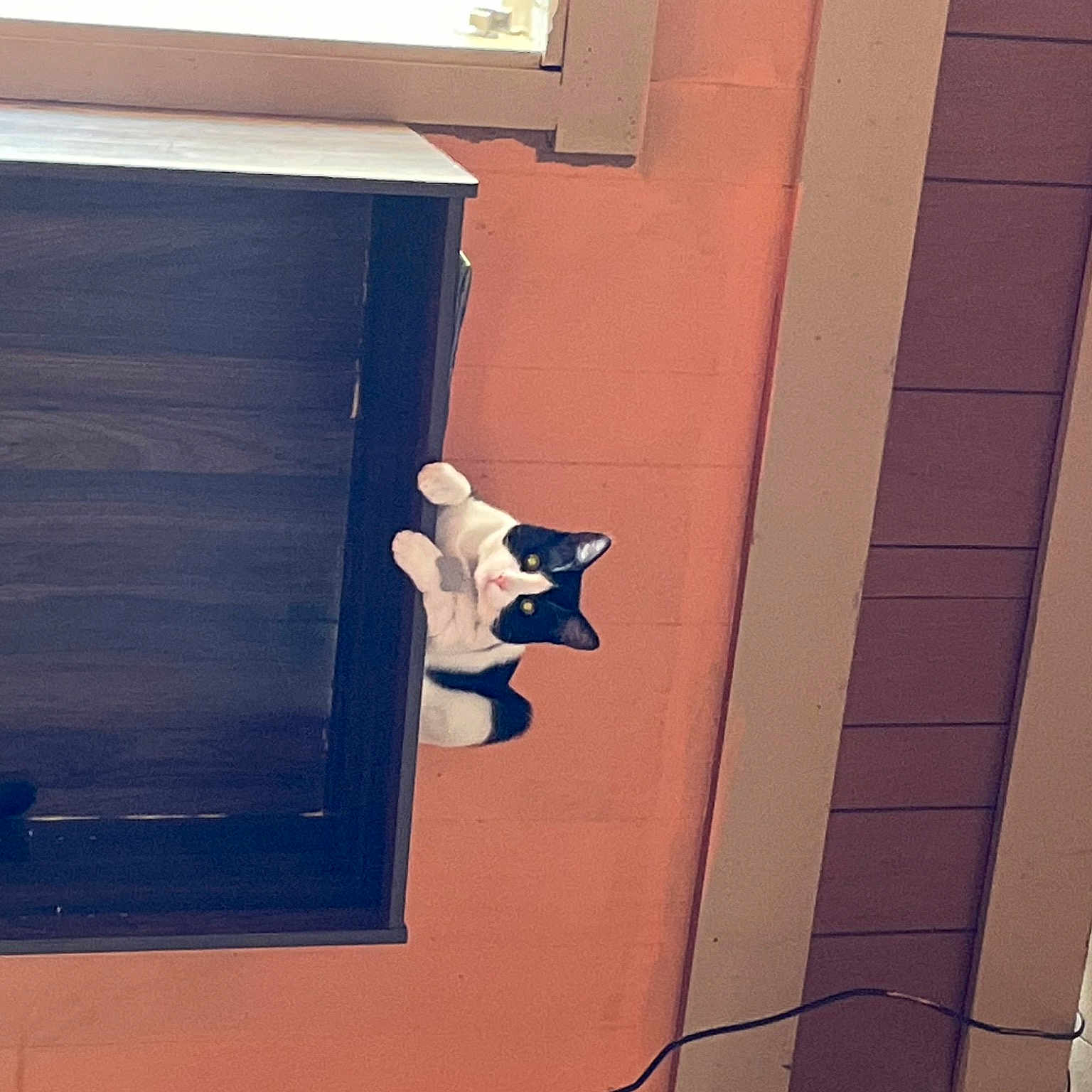 Magic is registered to the contest to win money with this photo: automotive_exterior, building, carmine, carnivore, dog, door, door_handle, electric_blue, facade, fixture, font, hardwood, house, material_property, metal, rectangle, tints_and_shades, vehicle_door, window, wood