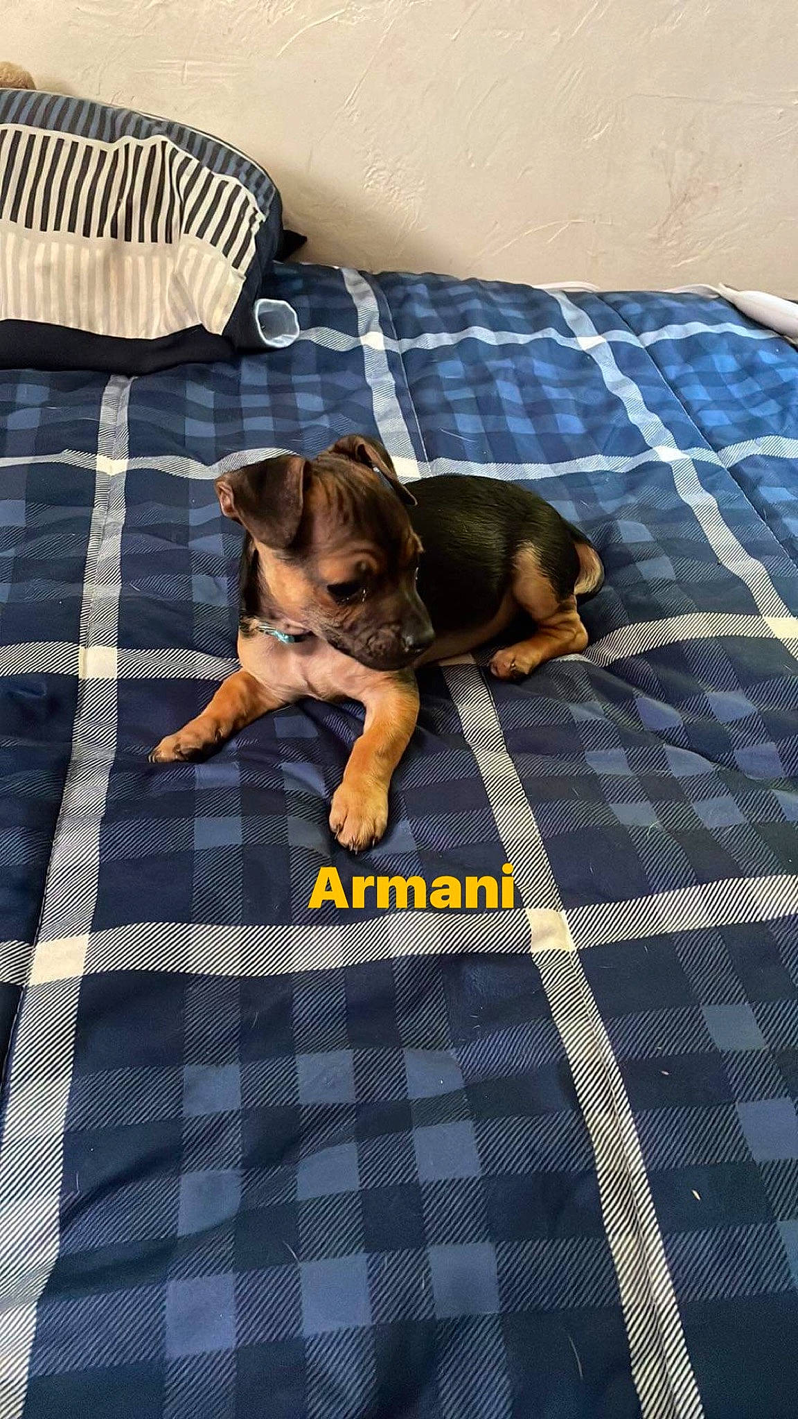 Armani