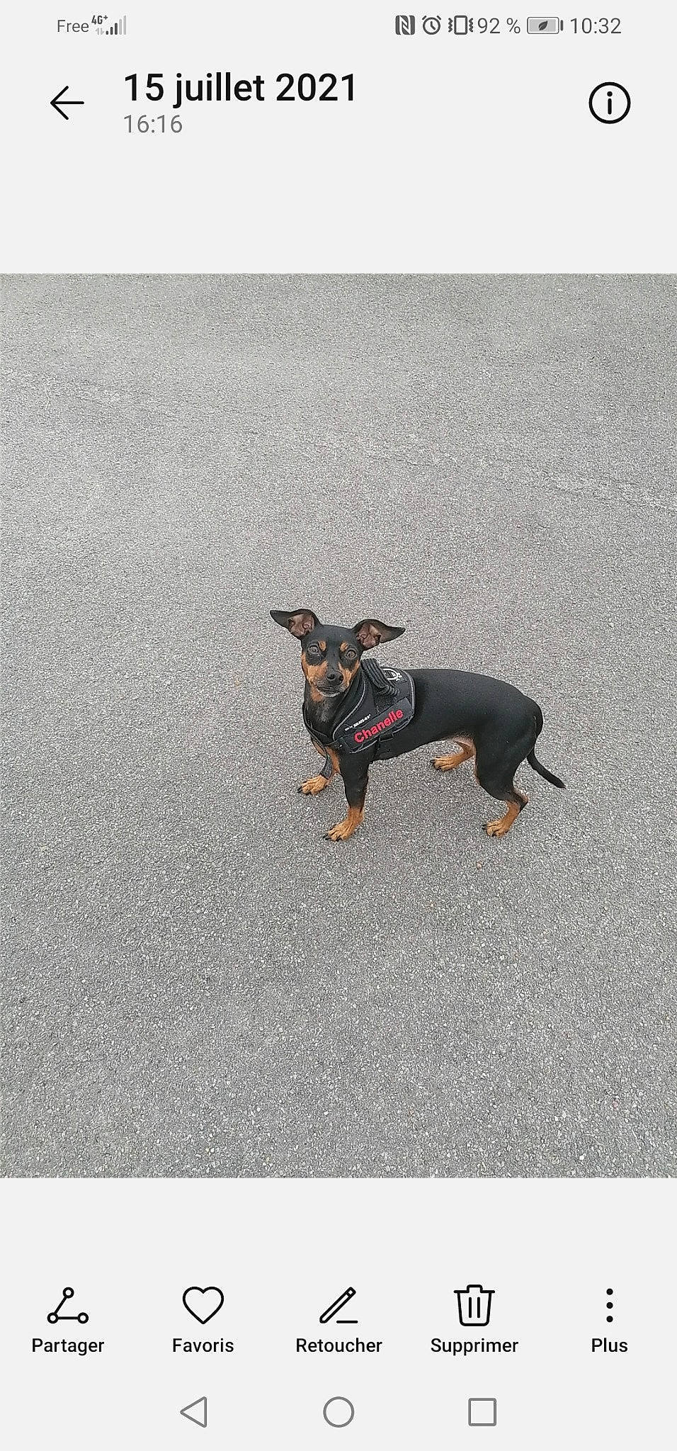 Chanelle a rejoint le concours — aidez-le/la à gagner de superbes lots ! art, asphalt, carnivore, collar, companion_dog, dog, dog_breed, dog_supply, fashion_accessory, fawn, gesture, grey, guard_dog, paw, prazsky_krysarik, road_surface, tail, toy_dog, working_animal, working_dog