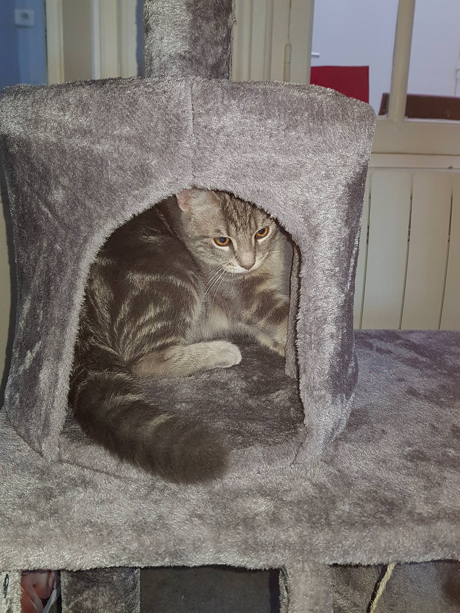 Gucci participe au concours pour gagner de l'argent avec cette photo : asian, british_shorthair, carnivore, cat, chartreux, domestic_short_haired_cat, european_shorthair, felidae, fur, room, russian_blue, small_to_medium_sized_cats, tabby_cat, whiskers