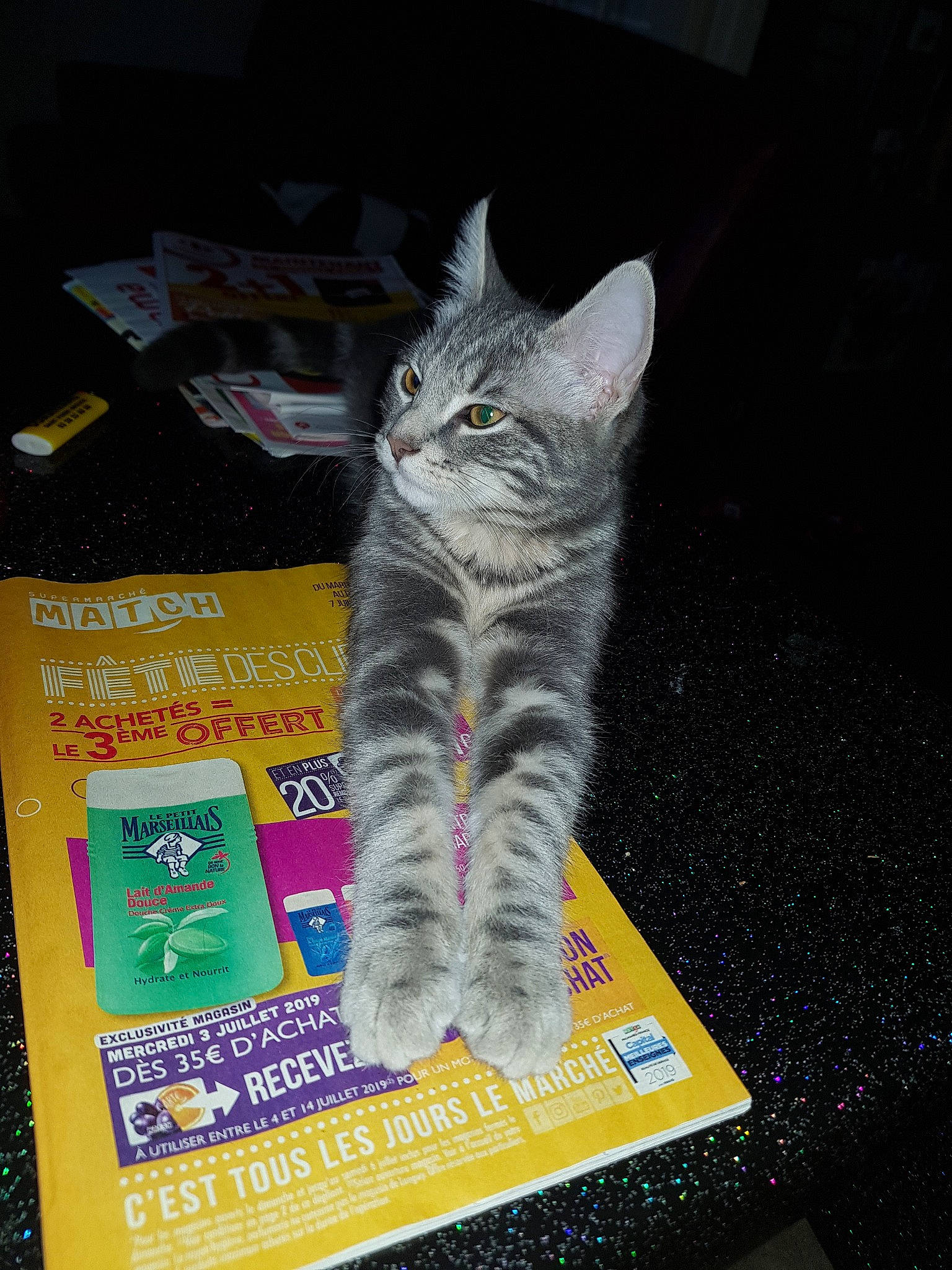 Gucci participe au concours pour gagner de l'argent avec cette photo : american_shorthair, asian, california_spangled, carnivore, cat, chartreux, domestic_short_haired_cat, dragon_li, european_shorthair, felidae, kitten, photo_caption, pixie_bob, small_to_medium_sized_cats, tabby_cat, whiskers