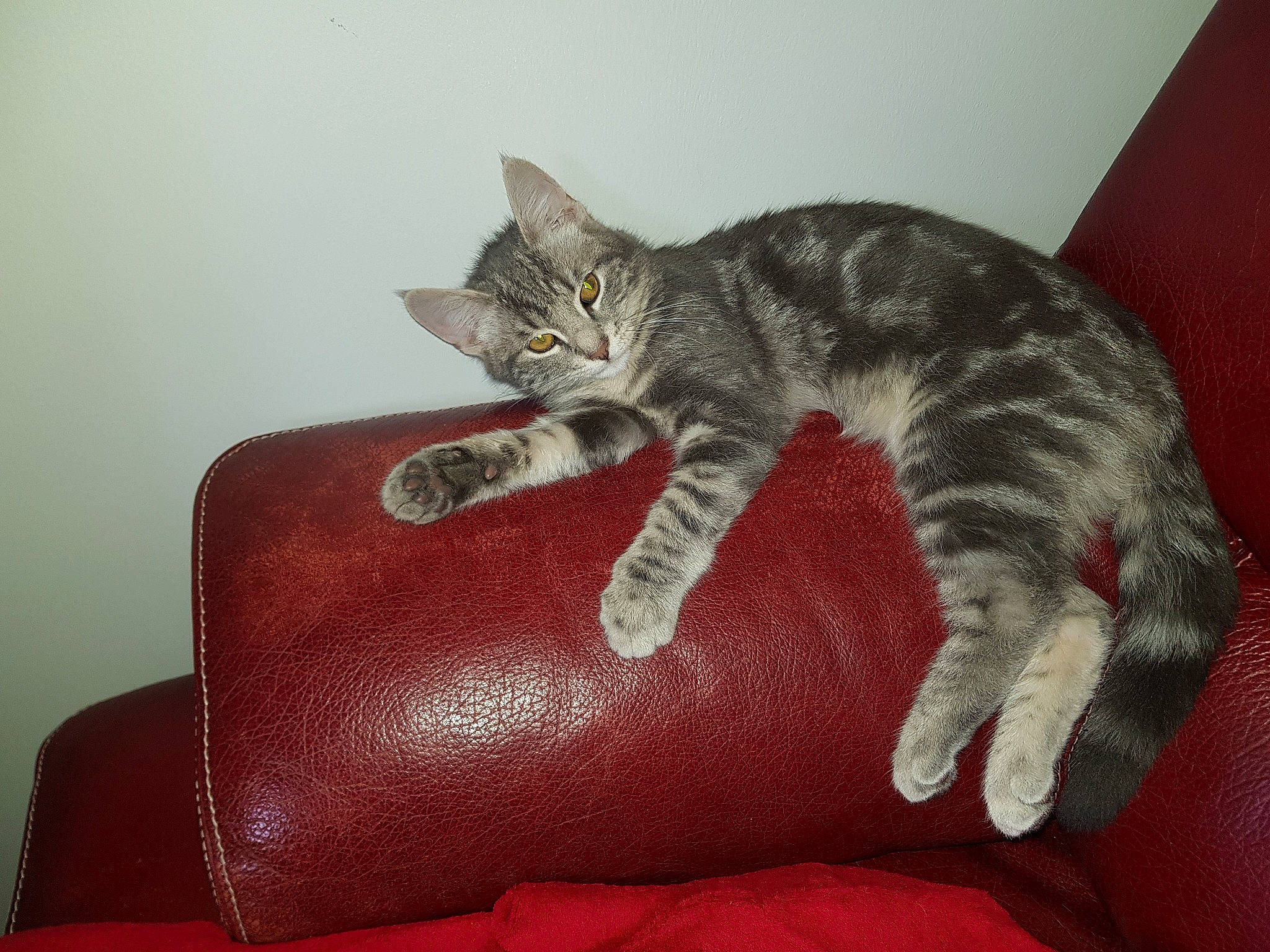 Gucci a rejoint le concours — aidez-le/la à gagner de superbes lots ! american_shorthair, asian, australian_mist, california_spangled, carnivore, cat, claw, domestic_short_haired_cat, dragon_li, european_shorthair, felidae, german_rex, kitten, mammal, ocicat, paw, pixie_bob, small_to_medium_sized_cats, tabby_cat, whiskers