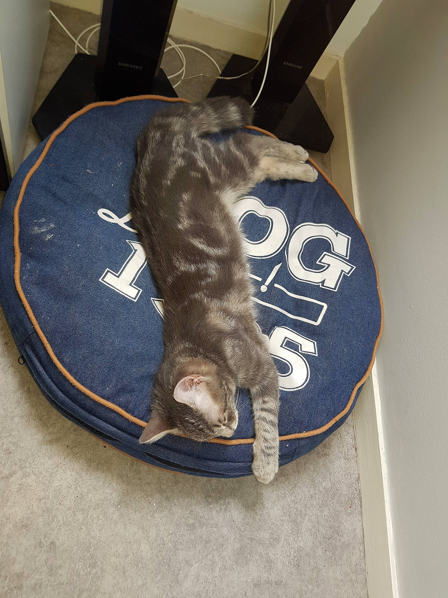 Gucci participe au concours pour gagner de l'argent avec cette photo : carnivore, cat, felidae, kitten, ocicat, small_to_medium_sized_cats, tabby_cat, tail, whiskers