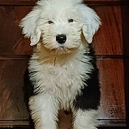Aby a rejoint le concours — aidez-le/la à gagner de superbes lots ! adorable, animal, black_fur, canine, cute, dog, domestic_animal, fluffy, fur, indoors, looking_at_camera, pet, portrait, puppy, small_dog, standing, white_fur, wooden_background, wooden_surface, young_dog