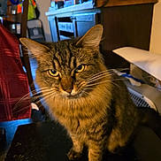 Thomas is registered to the contest to win money with this photo: abyssinian, animal, architecture, building, cat, chair, couch, desk, furniture, hardwood, indoors, livingroom, manx, person, pet, plywood, room, shelf, table, wood