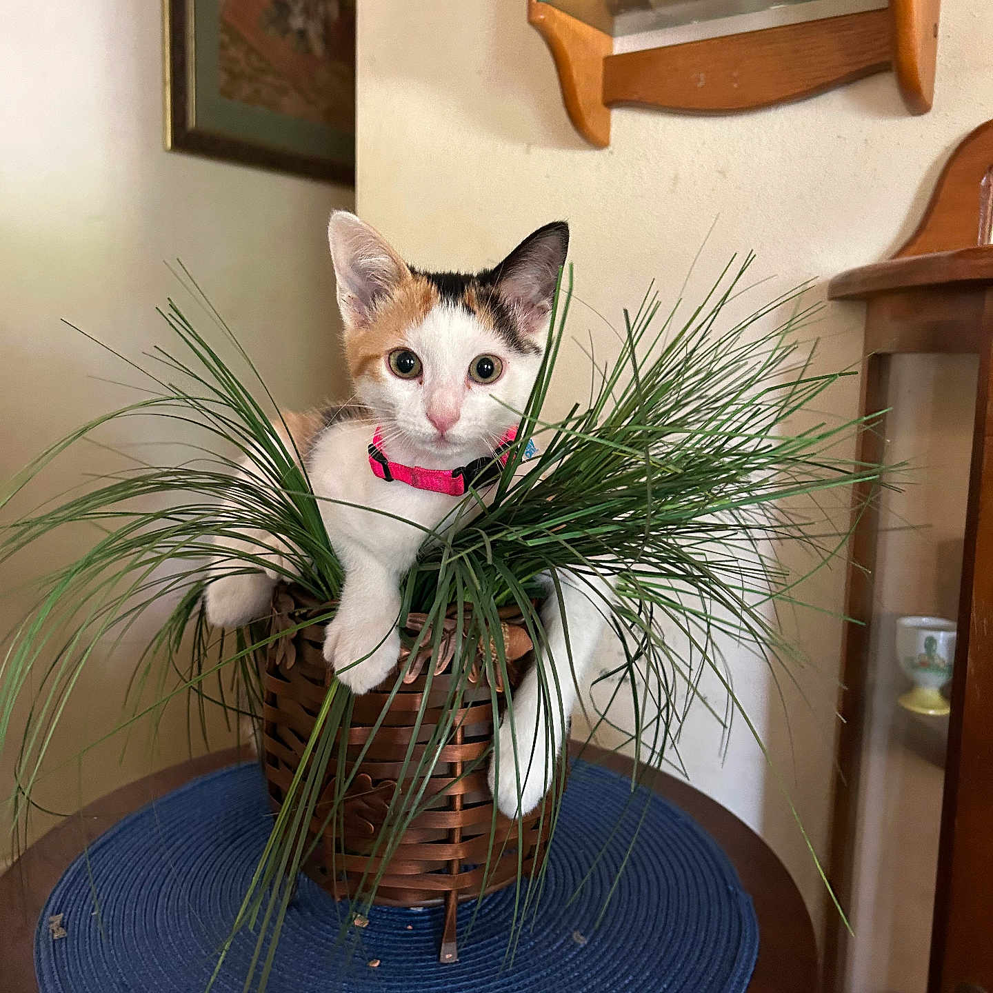 Little Girl joined the competition — help win amazing prizes! animal, basket, canine, cat, face, flower, flowerarrangement, hardwood, head, indoors, jar, kitten, person, pet, plant, planter, pottedplant, pottery, vase, wood
