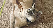 Sami is registered to the contest to win money with this photo: cat, kitten, fluffy, upside_down, lying_down, carpet, indoor, pet, collar, bell, toy, string, playful, wide_eyed, blue_eyes, fur, paws, belly, pink_slipper, home