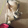 cat, kitten, fluffy, upside_down, lying_down, carpet, indoor, pet, collar, bell, toy, string, playful, wide_eyed, blue_eyes, fur, paws, belly, pink_slipper, home