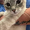 Sami joined the competition — help win amazing prizes! cat, kitten, feline, fluffy, fur, whiskers, eyes, blue_eyes, nose, pet, animal, close_up, portrait, indoors, blue_background, human_arm, tattoo, cuddling, adorable, curious