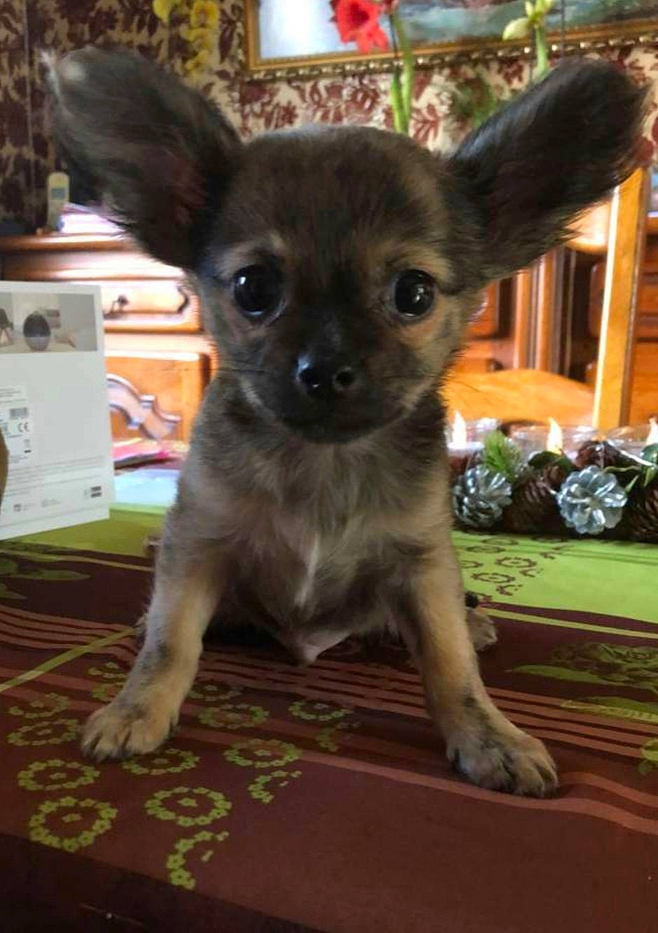 Skippy participe au concours pour gagner de l'argent avec cette photo : box, canidae, carnivore, chihuahua, companion_dog, dog, dog_breed, fawn, flooring, fur, puppy, snout, tail, terrestrial_animal, toy_dog, whiskers, wood, working_animal