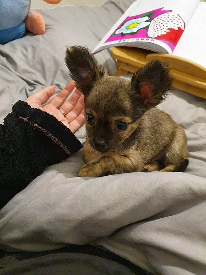 Skippy participe au concours pour gagner de l'argent avec cette photo : bed, canidae, carnivore, chihuahua, comfort, companion_dog, corgi_chihuahua, dog, dog_breed, ear, fawn, felidae, fur, hand, russkiy_toy, snout, sporting_group, toy_dog, whiskers, working_animal