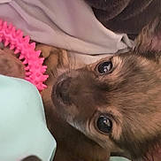 Skippy a rejoint le concours — aidez-le/la à gagner de superbes lots ! bed, canidae, carnivore, close_up, comfort, companion_dog, dog, dog_breed, ear, fawn, felidae, fur, gesture, liver, paw, small_to_medium_sized_cats, snout, toy_dog, whiskers, working_animal