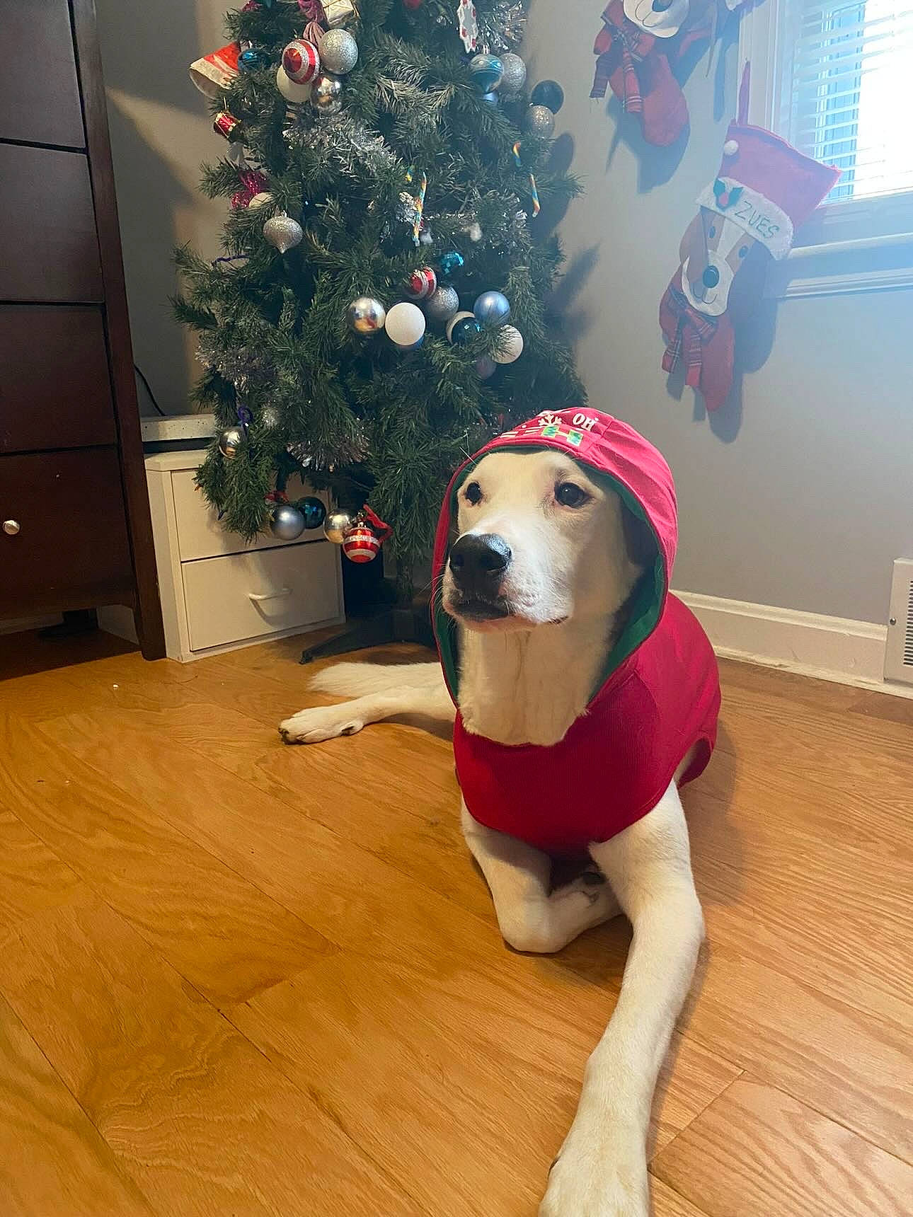 Bernard is registered to the contest to win money with this photo: cabinetry, carnivore, christmas, christmas_decoration, christmas_ornament, christmas_tree, companion_dog, dog, dog_breed, event, fawn, flooring, hardwood, hat, holiday_ornament, laminate_flooring, ornament, tree, wood, wood_flooring