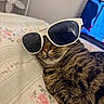 Piper joined the competition — help win amazing prizes! cat, tabby, sunglasses, bed, floral, blanket, indoor, pet, relaxed, feline, whiskers, striped, cute, animal, resting, domestic, cozy, closeup, accessory, laid_back