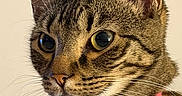 Piper joined the competition — help win amazing prizes! cat, tabby, close_up, pet, animal, feline, collar, pink_collar, whiskers, ears, eyes, portrait, domestic_cat, fur, muzzle, indoor, cute, curious, face, looking_away