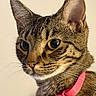 cat, tabby, close_up, pet, animal, feline, collar, pink_collar, whiskers, ears, eyes, portrait, domestic_cat, fur, muzzle, indoor, cute, curious, face, looking_away