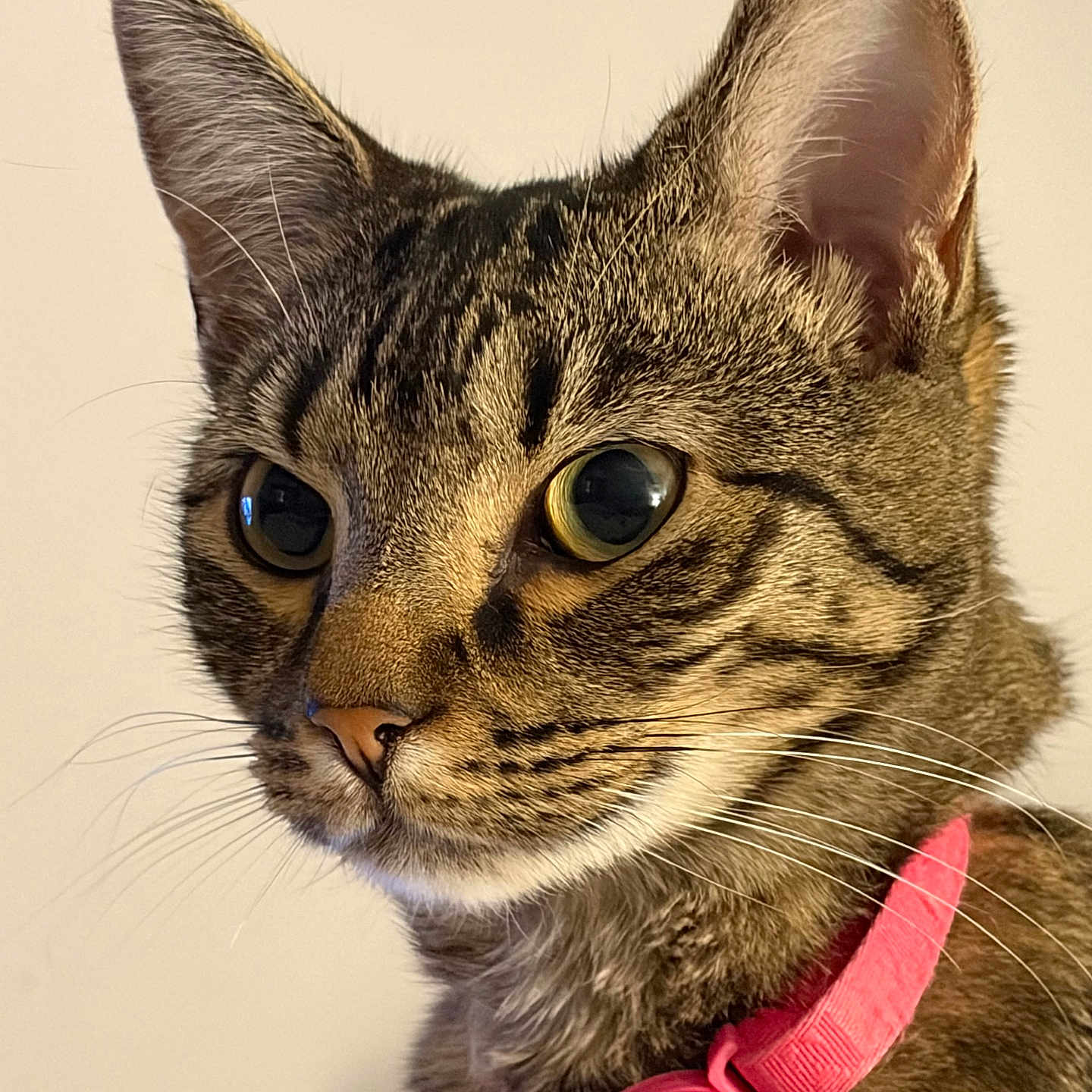 Piper