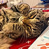 Piper joined the competition — help win amazing prizes! cat, tabby_cat, sleeping, close_up, whiskers, fur, indoor, blanket, book, recipe, red, furniture, table, fan, television, cozy, relaxation, pet, animal, home