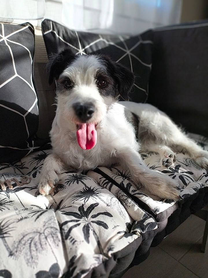 Juna a rejoint le concours — aidez-le/la à gagner de superbes lots ! bed, canidae, carnivore, companion_dog, dog, dog_breed, fox_terrier, furniture, mammal, miniature_schnauzer, puppy, schnauzer, snout, sporting_group, terrier