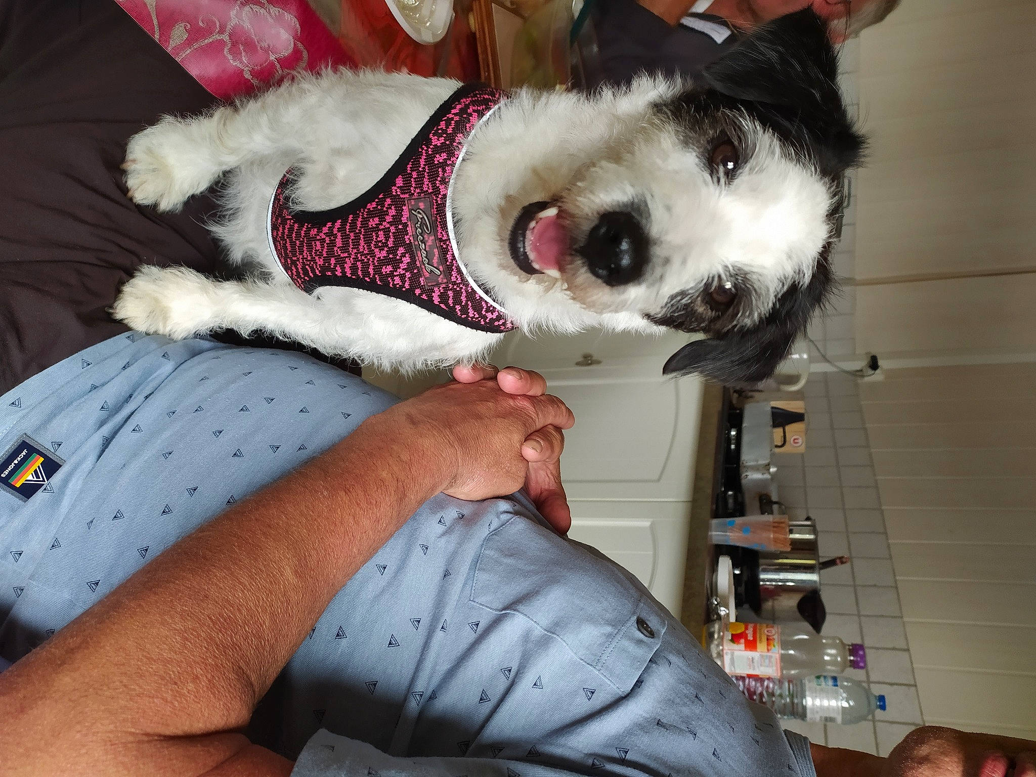 Juna a rejoint le concours — aidez-le/la à gagner de superbes lots ! boston_terrier, canidae, carnivore, companion_dog, dog, dog_breed, ear, non_sporting_group, puppy, puppy_love, rat_terrier, sporting_group