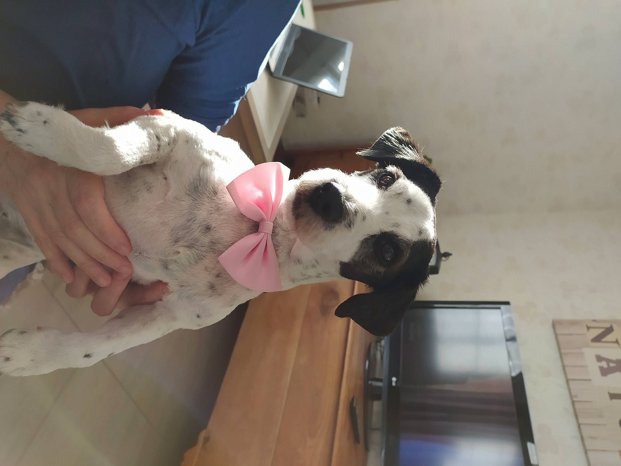 Juna a rejoint le concours — aidez-le/la à gagner de superbes lots ! american_bulldog, canidae, carnivore, companion_dog, dog, dog_breed, fawn, non_sporting_group, old_english_bulldog, olde_english_bulldogge, sporting_group