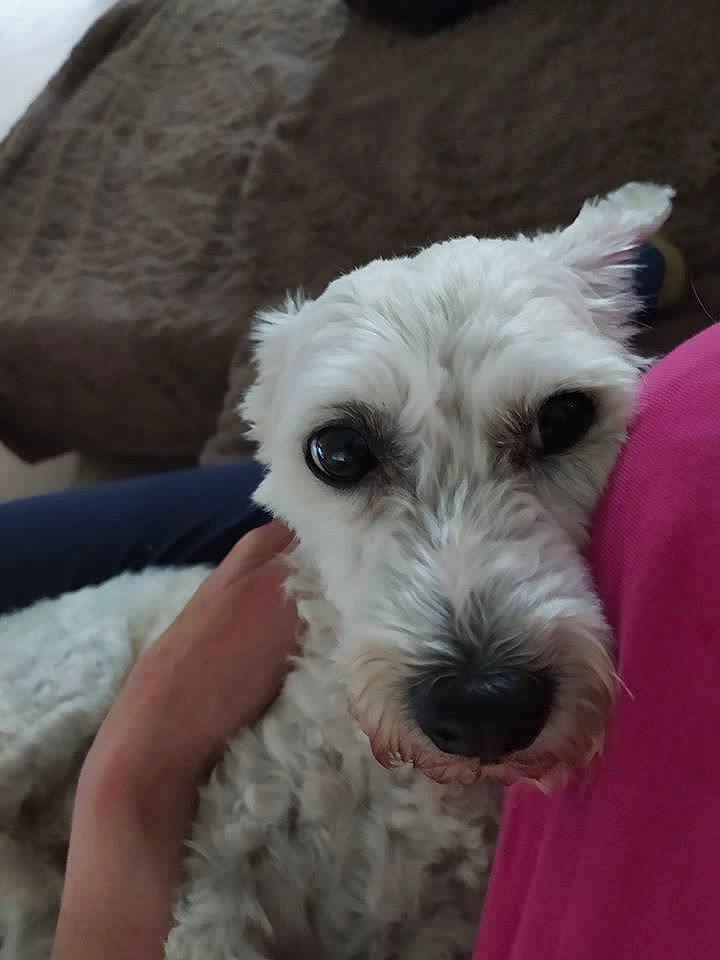 Guerlain participe au concours pour gagner de l'argent avec cette photo : canidae, carnivore, companion_dog, dog, dog_breed, irish_soft_coated_wheaten_terrier, maltepoo, mammal, miniature_schnauzer, non_sporting_group, puppy, rare_breed_dog, schnauzer, schnoodle, snout, sporting_group, sporting_lucas_terrier, terrier, vertebrate, west_highland_white_terrier