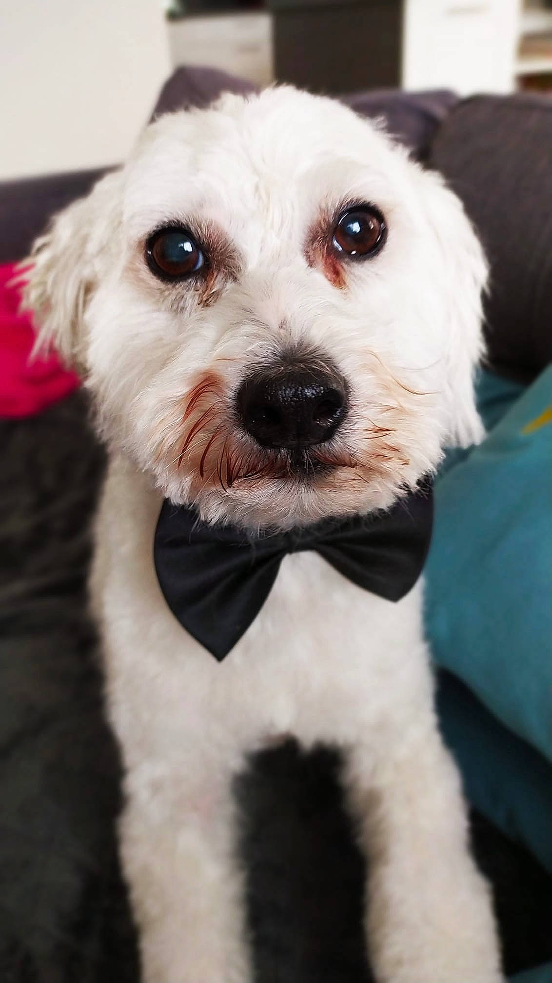 Guerlain a rejoint le concours — aidez-le/la à gagner de superbes lots ! canidae, carnivore, collar, companion_dog, dog, dog_breed, dog_collar, dog_supply, fur, non_sporting_group, pet_supply, puppy, small_terrier, snout, sporting_group, terrier, toy_dog, vertebrate, working_animal, working_dog